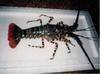 Spiny Lobster