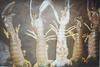 Mantis Shrimp